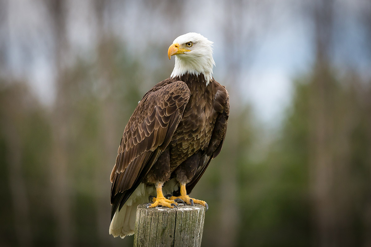bald eagle standing on a wooden pole