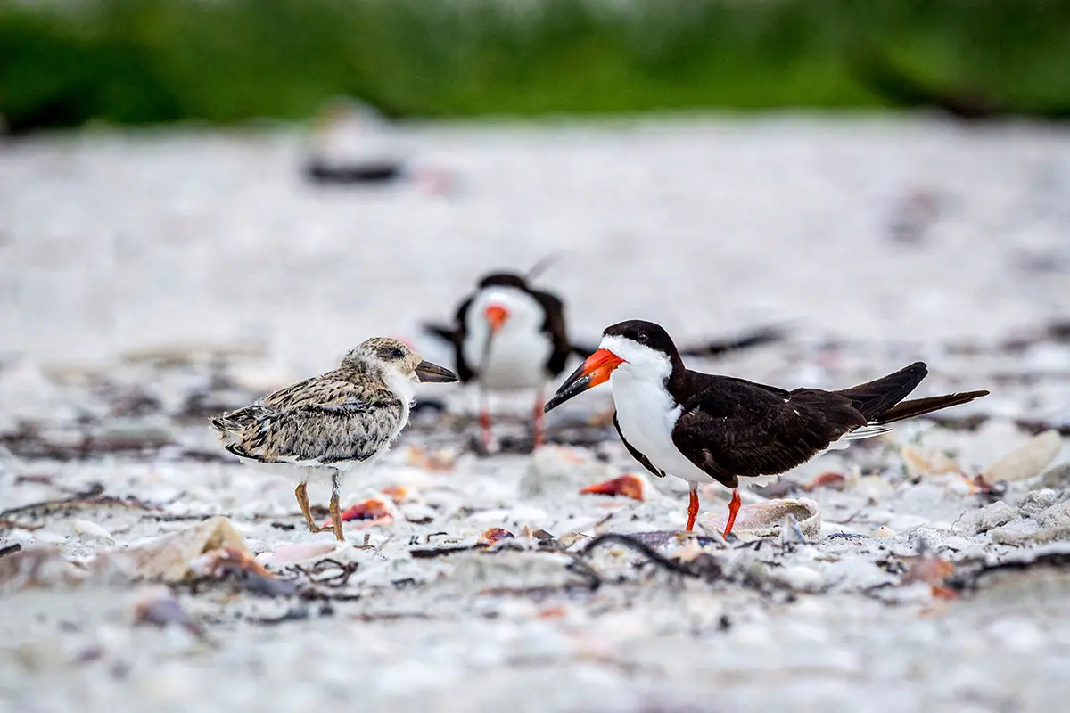 A pair of black skimmers walking through the sand,