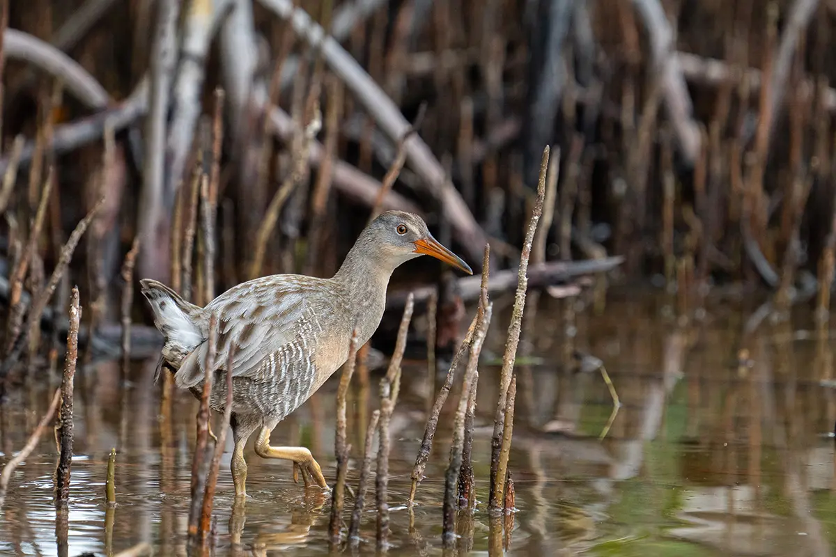 A clapper rail, a gray-brow aquatic bird, walking through the reeds