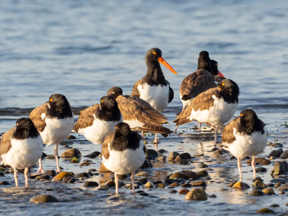 A flock of oystercatcher birds standing by the seashore under the sunset sun.
