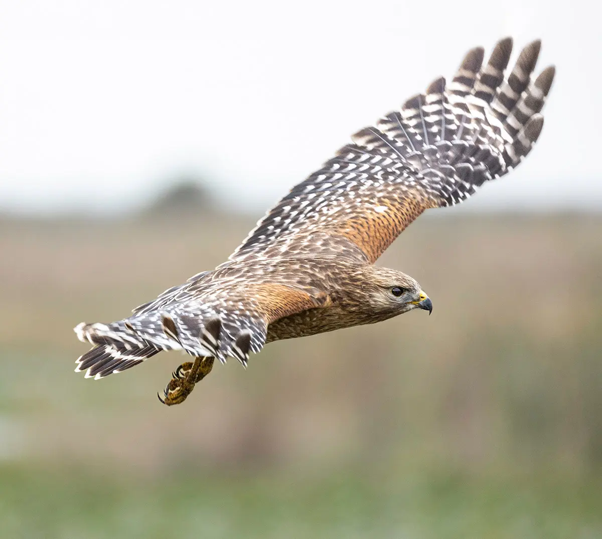 a red-showldered hawk midflight.