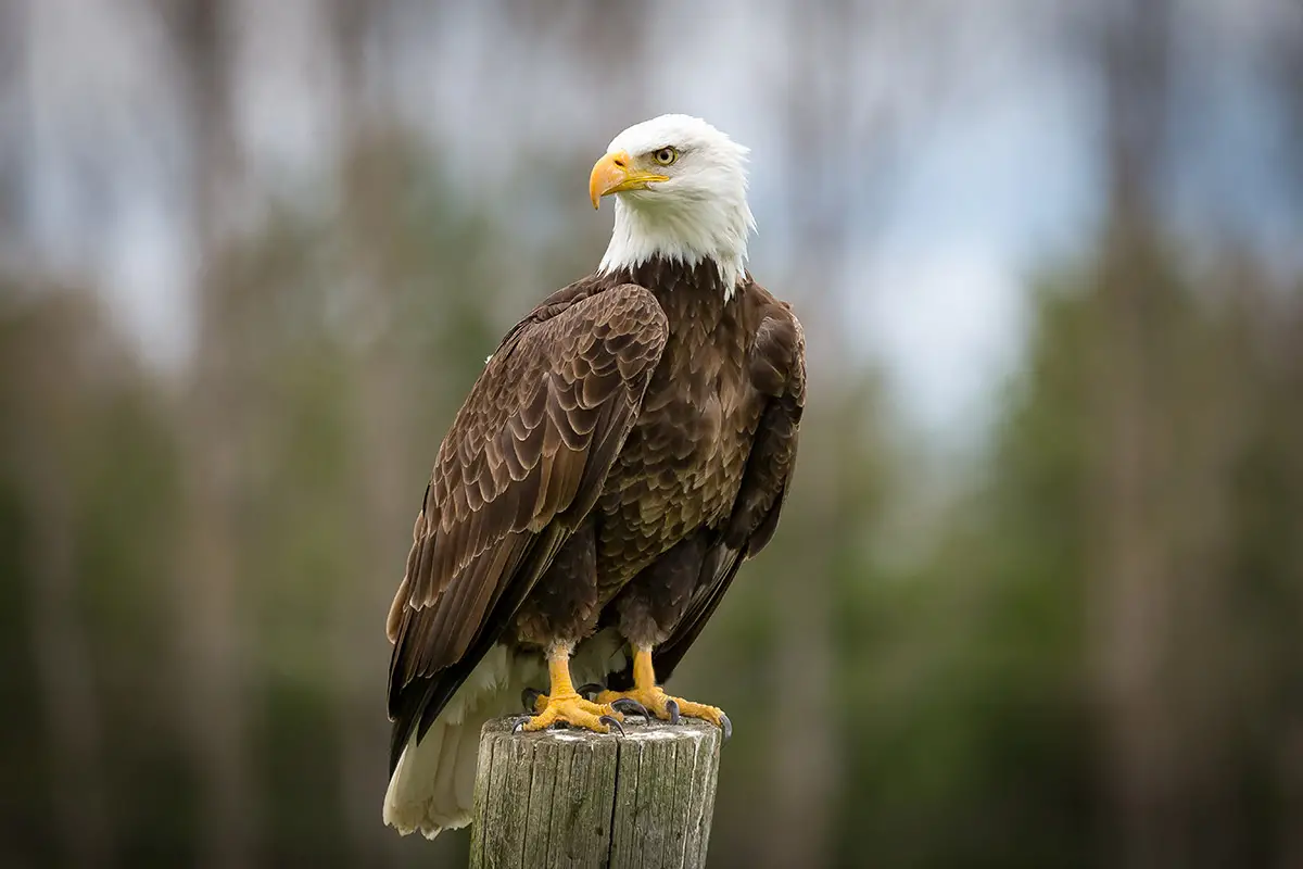 bald eagle standing on a wooden pole