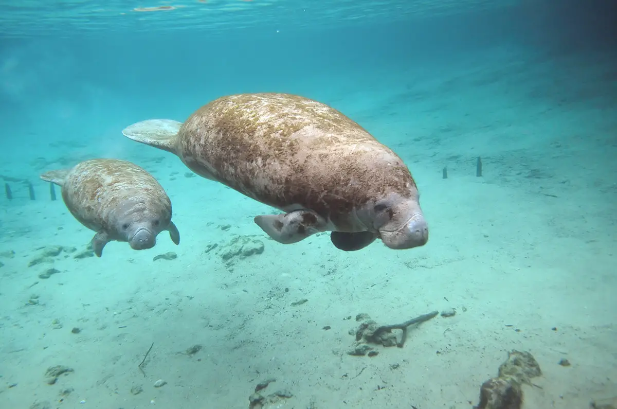 underwater shot of a manatee and its calf