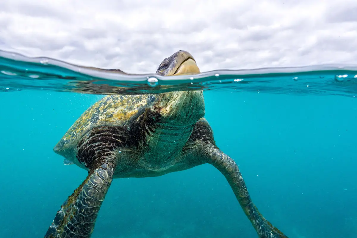 Sea turtle facing the camera, half submerged in the water