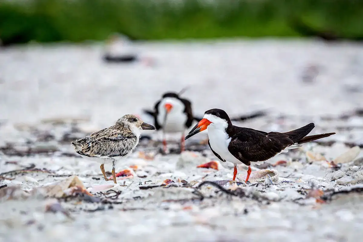 A pair of black skimmers walking through the sand,