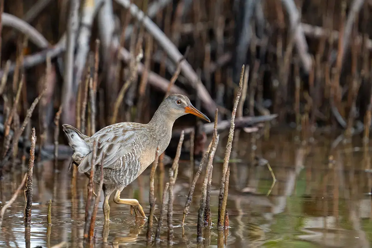 A clapper rail, a gray-brow aquatic bird, walking through the reeds