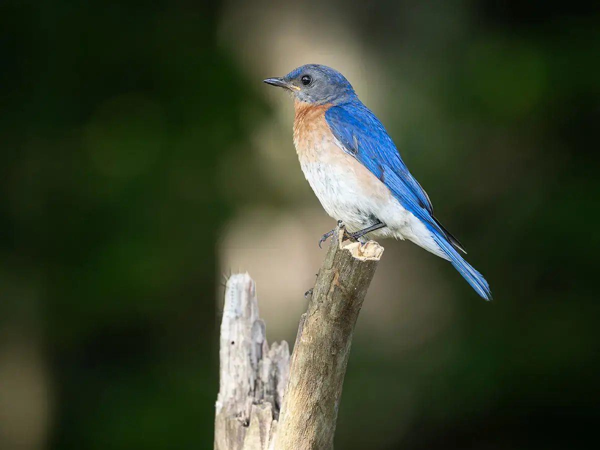 A small eastern bluebird with an orange chest perched on a tree branch.