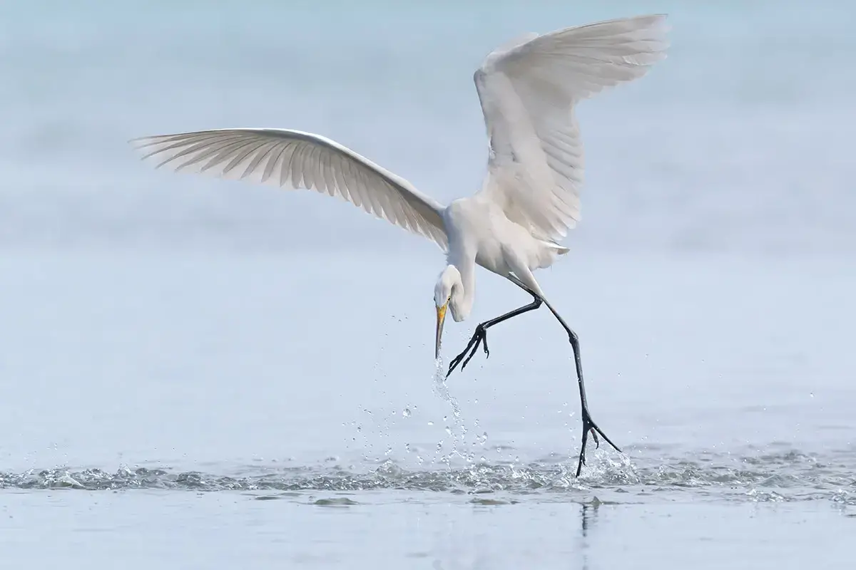 A great egret, a white, long-legged aquatic bird, midflight barely touching the water with its feet.