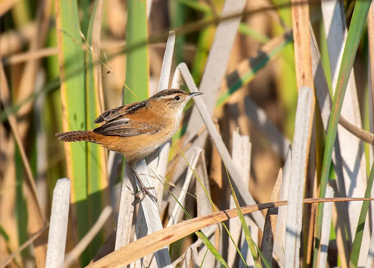 A marsh wren, a small brown short-beaked bird, perched on a plant.
