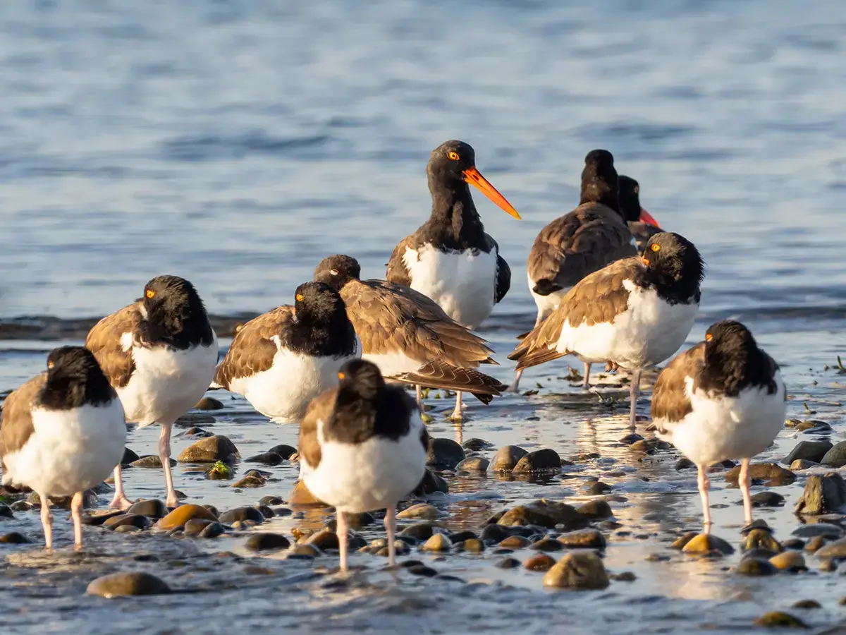 A flock of oystercatcher birds standing by the seashore under the sunset sun.