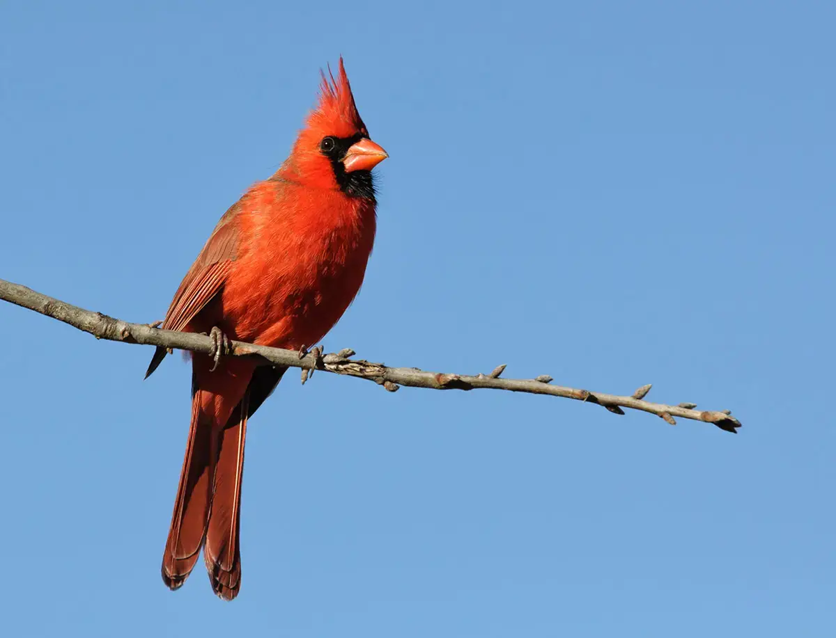 A red cardinal bird perched on a twig.
