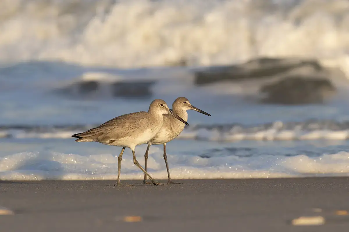 Two willets, a gray, thin-beaked aquatic bird, walking by the seashore.