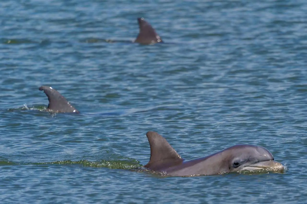 Dolphins swimming in the Charleston Bay