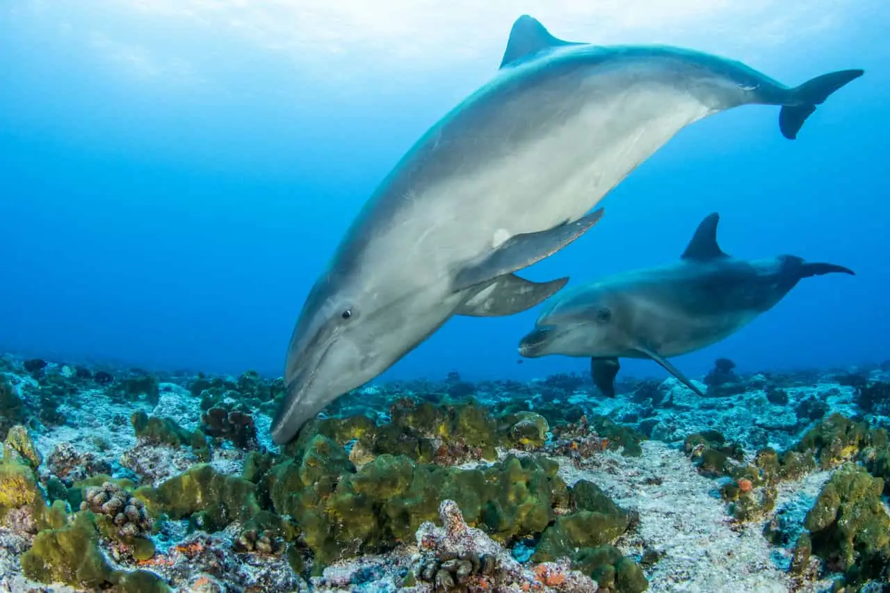 Dolphins foraging the sea floor