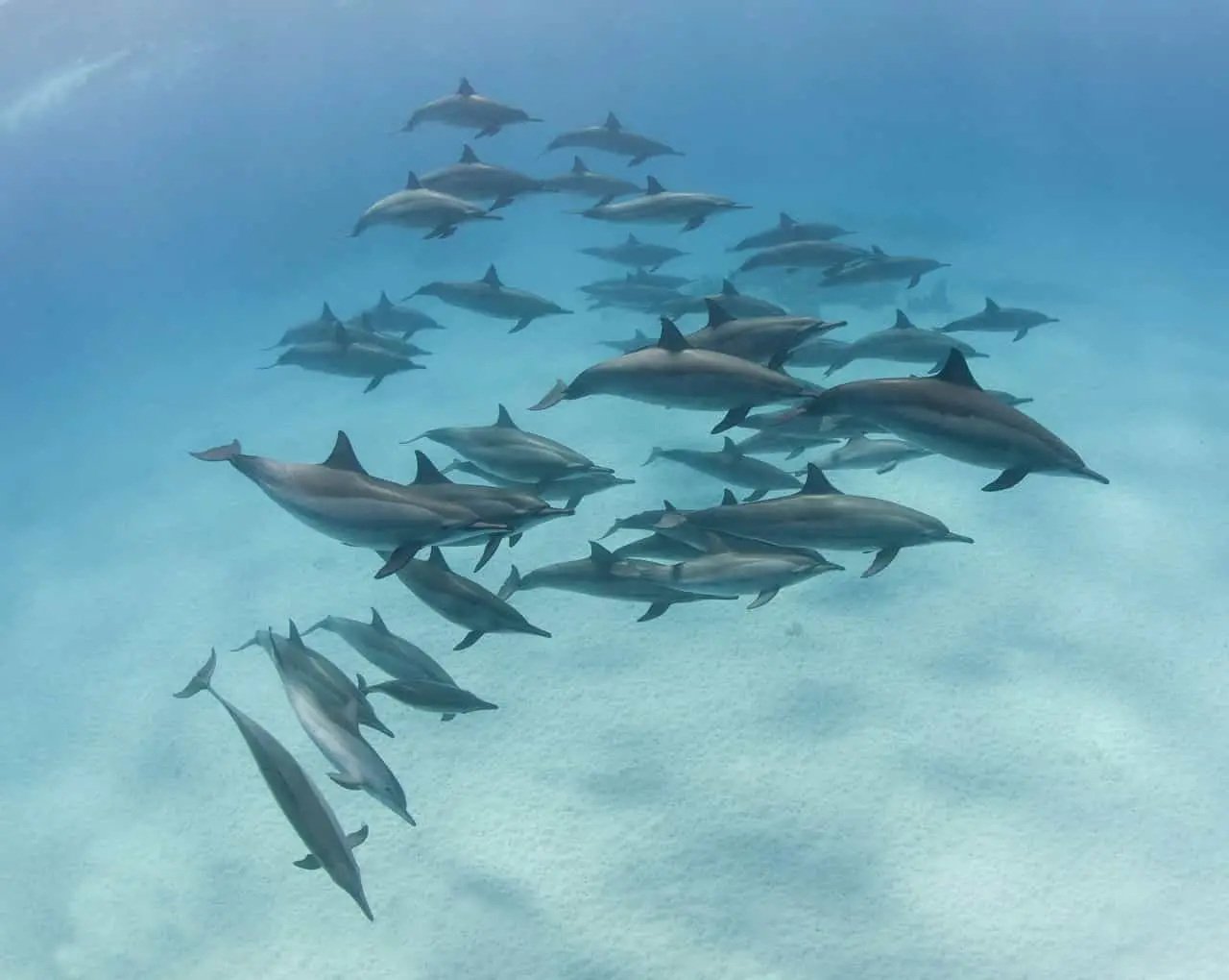 Group of dolphins swimming