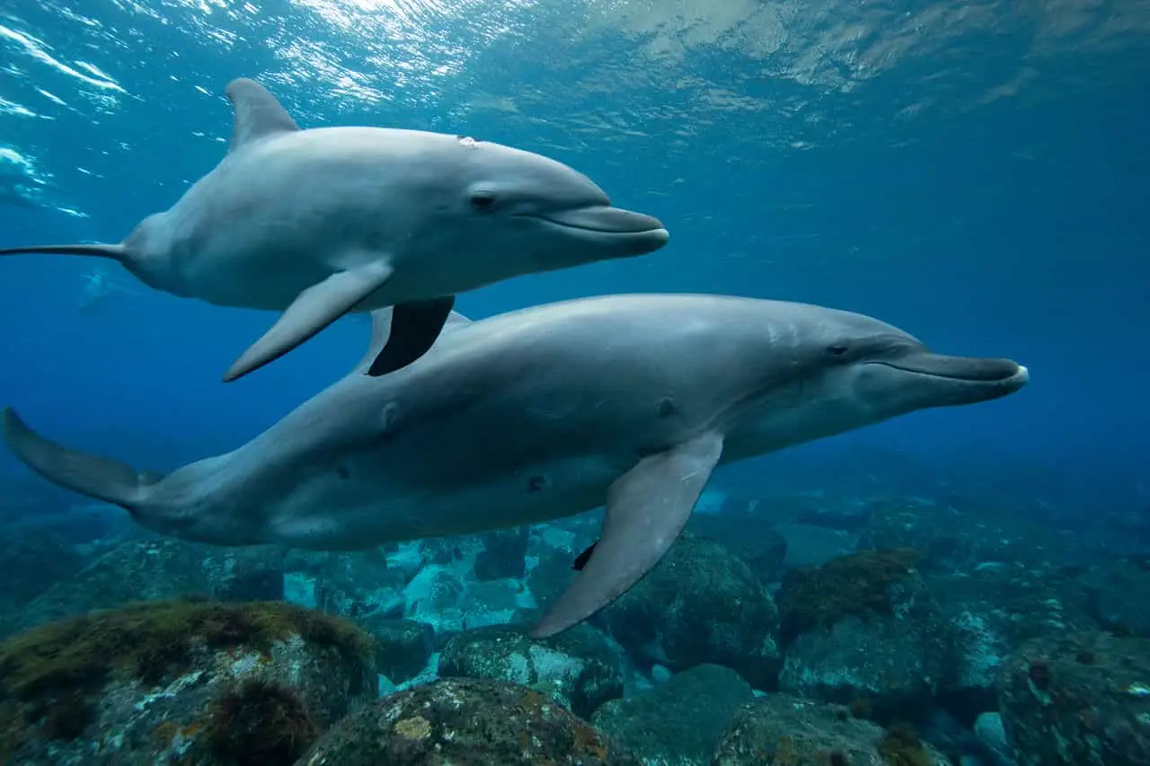 Two dolphins underwater