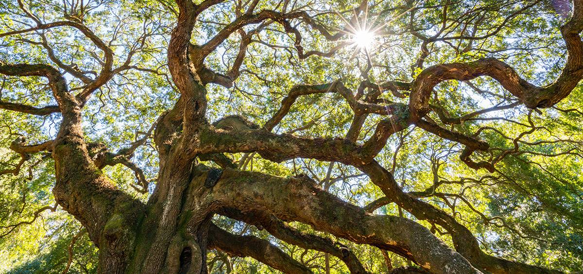 picture of tree angel oak park