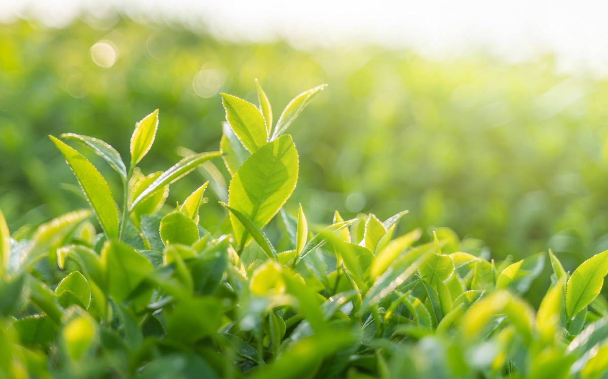 Charleston tea plantation tea leaves