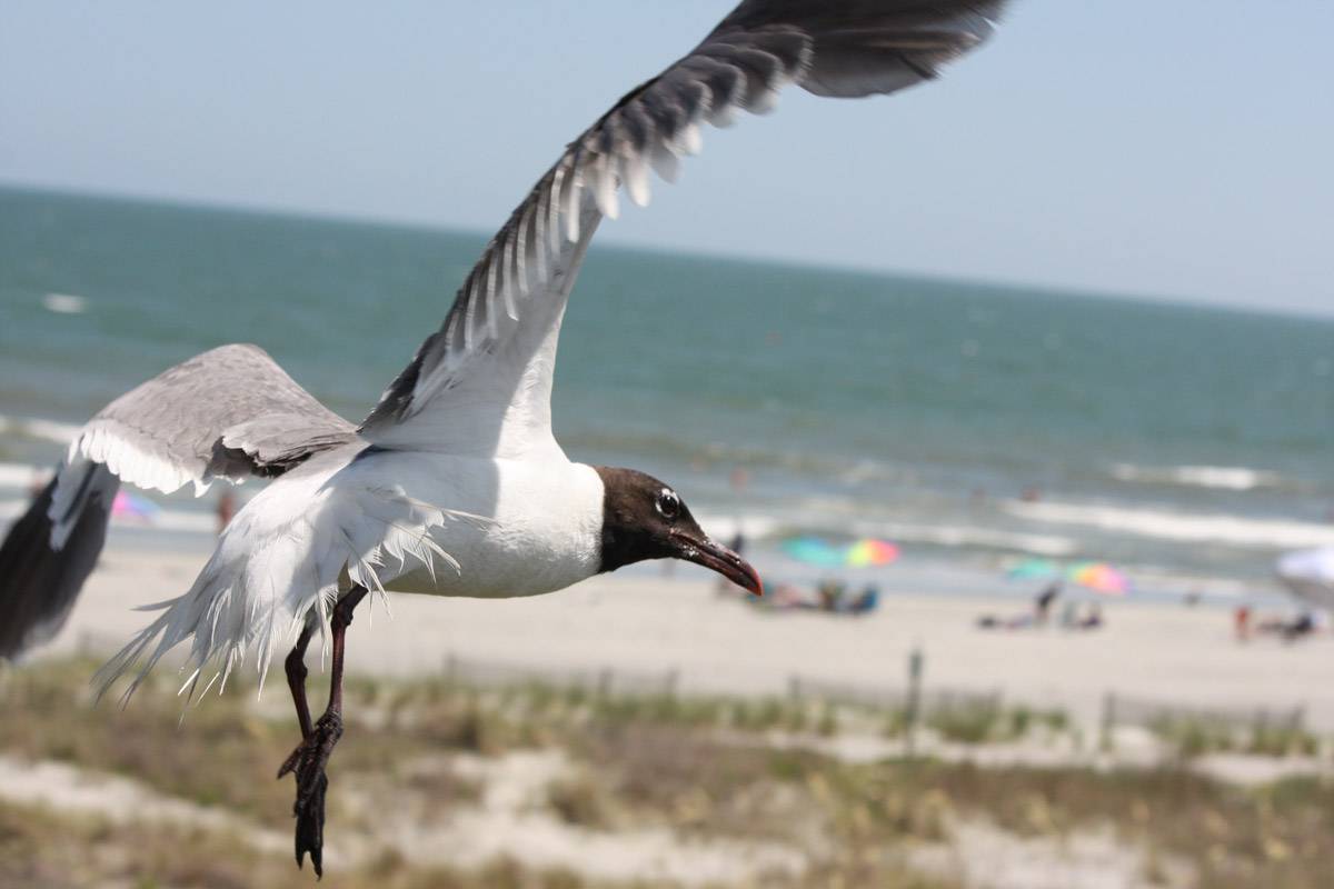 Close up of a seagull flying in Folly Beach