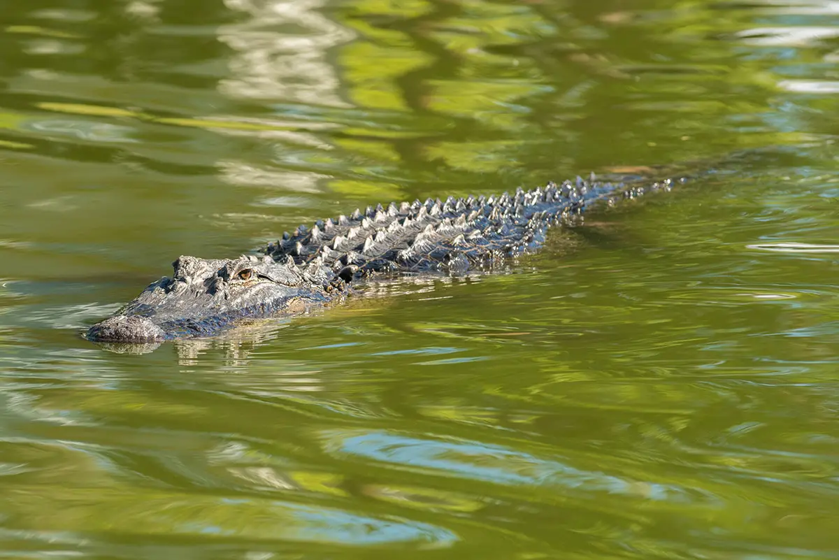 alligator lurking in green marsh water