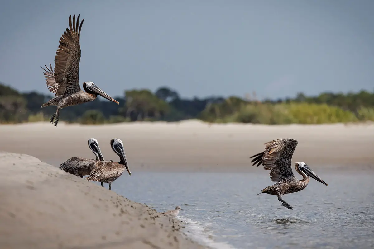 brown pelicans