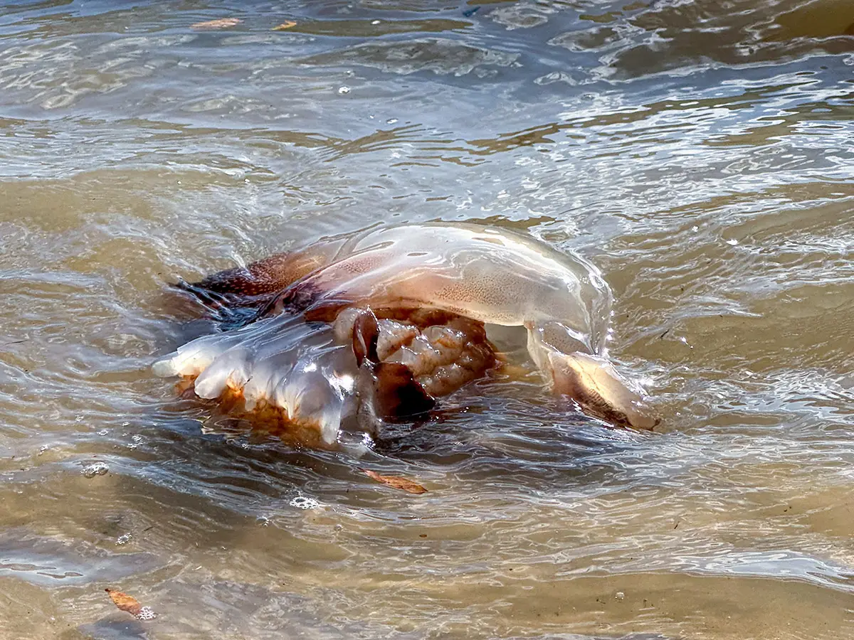 cannonball jellyfish on the beach in South Carolina