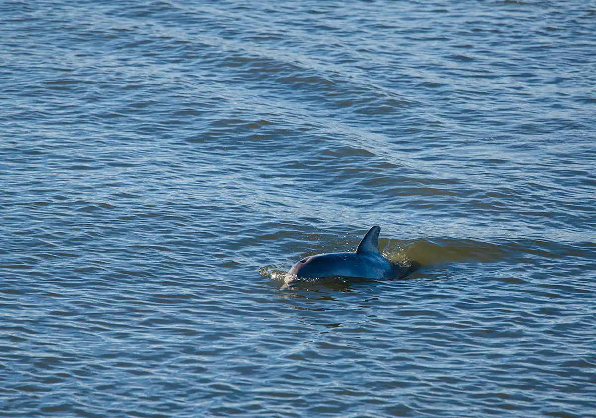 dolphin swimming