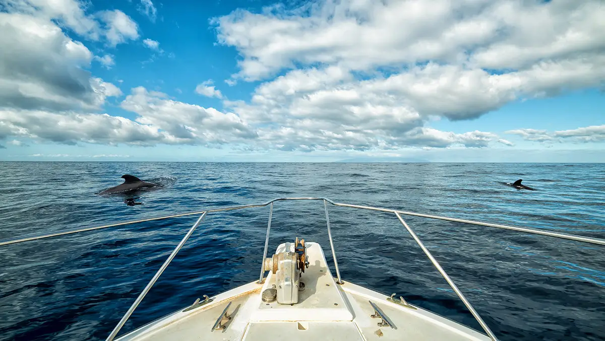 Discovering Charleston’s Coastal Creatures