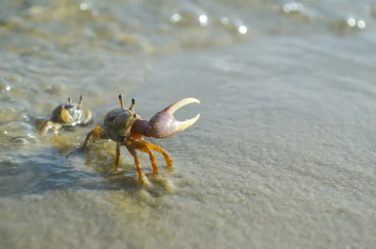 fiddler crabs