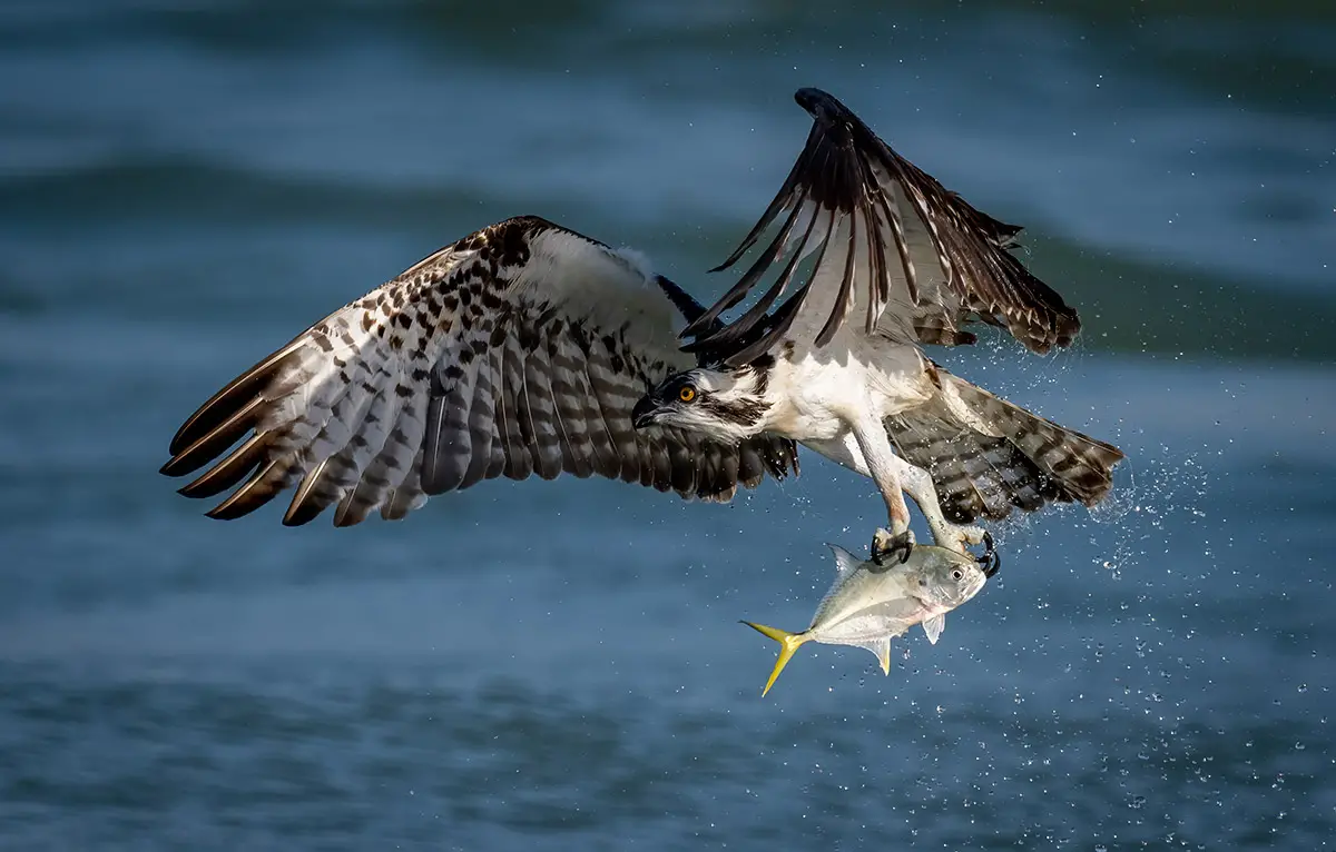 osprey catching a fish