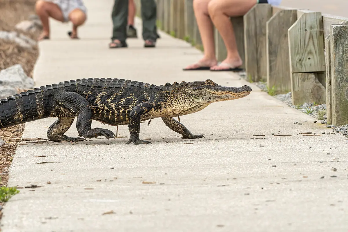 huntington beach wildlife