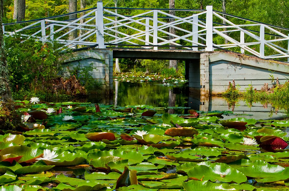 moncks corner bridge pond lily pads