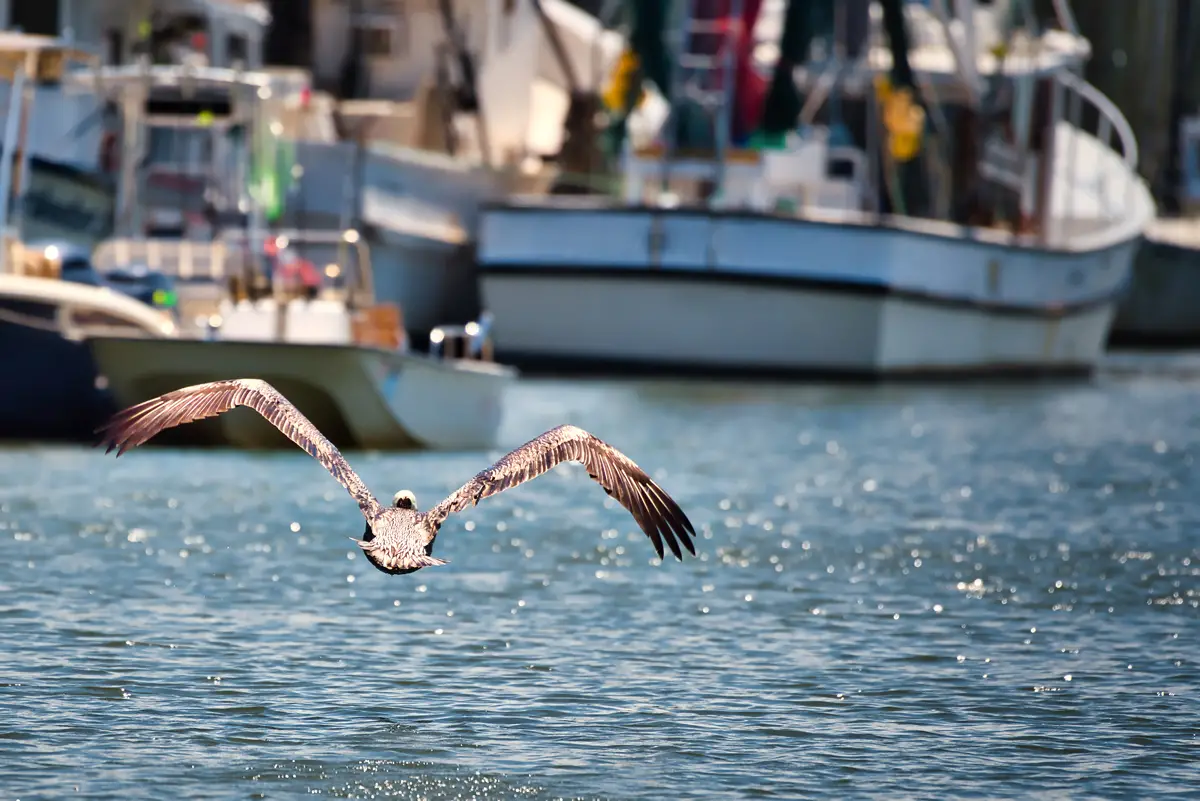 Shem Creek Shrimp Boats