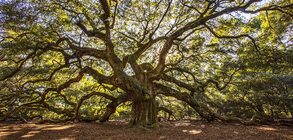 Angel Oak Tree