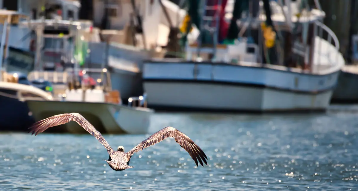 Shem Creek