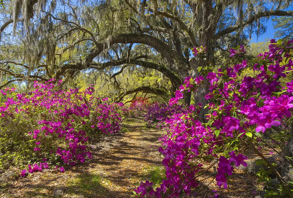 The Best Charleston Plantations