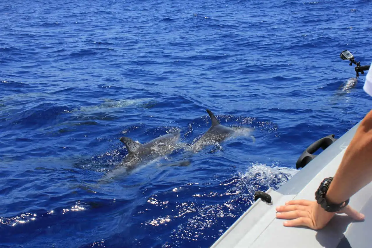 Facts About Dolphins (Part 2) - Catrolina Marine Group
