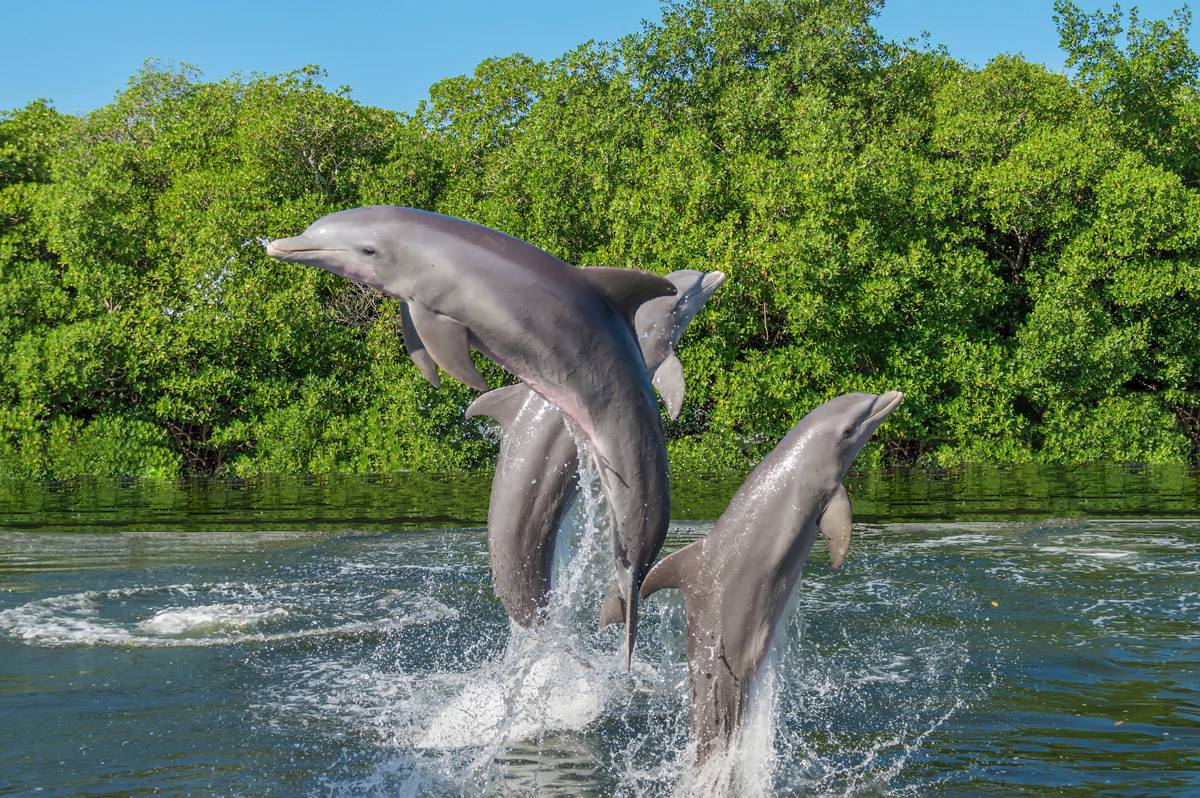 Interesting Facts About Dolphins (Part 1