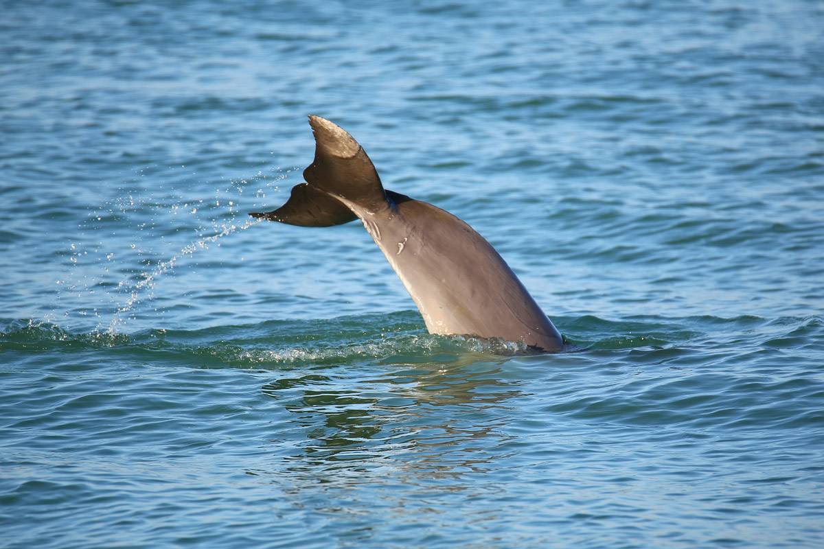 Dolphin Tail Sticking Up Out Of The Water