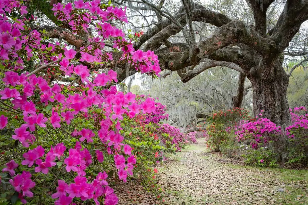 walking trail at magnolia plantation