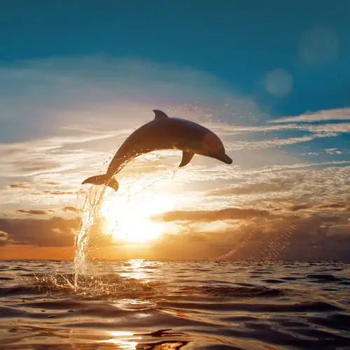 Dolphin jumping out of the water with a sunset in the background