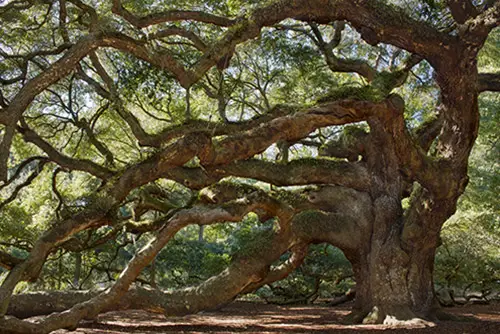 Johns Island Angel Oak