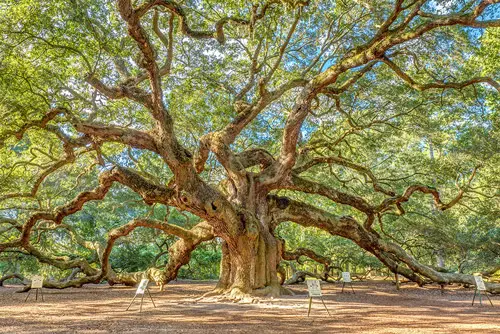 The Angel Oak