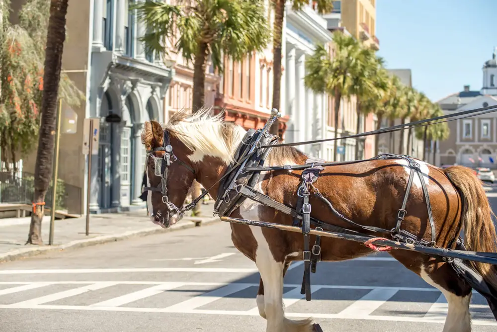 Carriage Tour