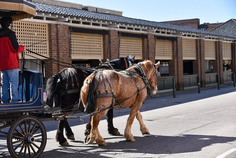 horse-drawn carriage