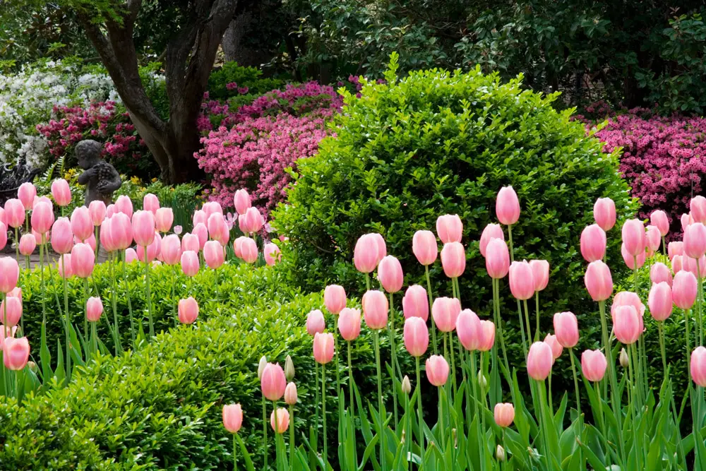 Nathaniel Russell House Garden