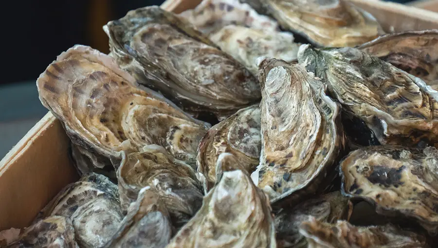 Oysters