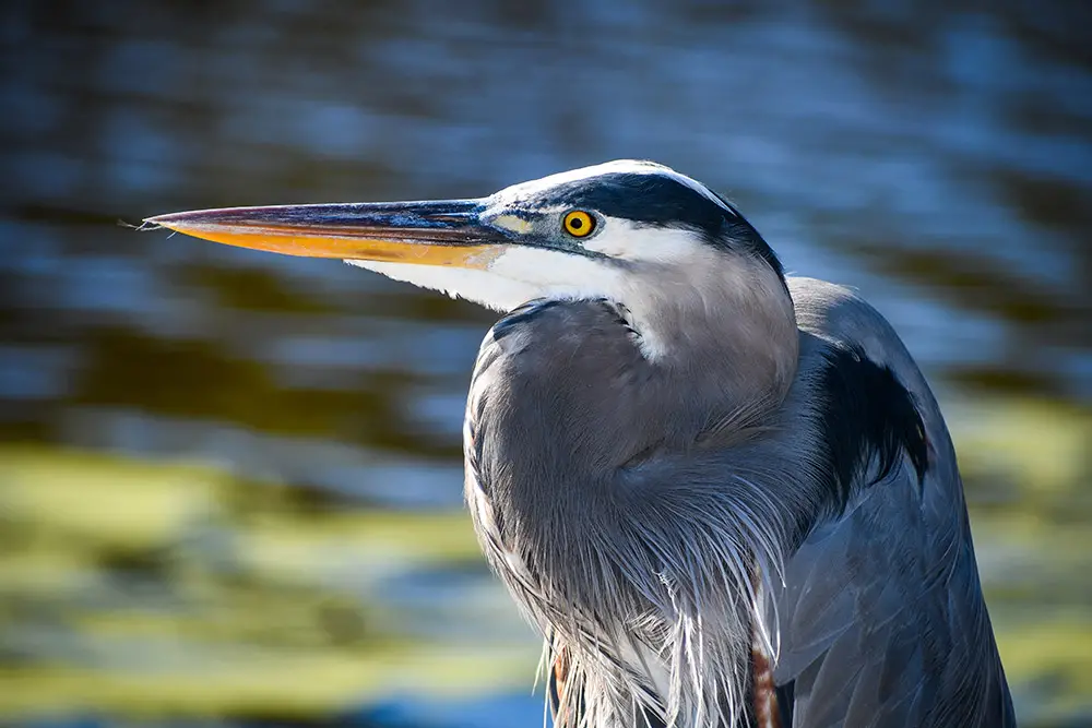 Southeastern Wildlife Exposition